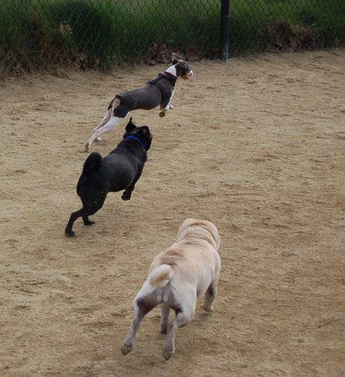 Mountain View Dog Park - March 4, 2007