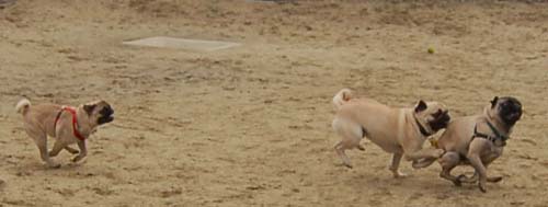 Mountain View Dog Park - February 25, 2007