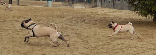 Mountain View Dog Park - February 25, 2007