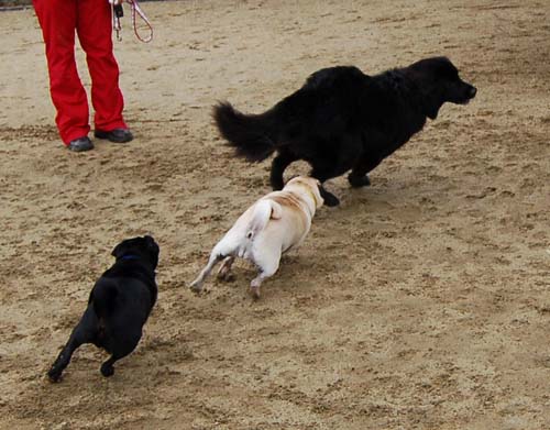 Mountain View Dog Park - February 25, 2007
