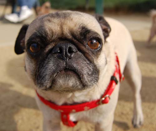 Pugs Pugs Pugs Mountain View Dog Park Fun October 22, 2005