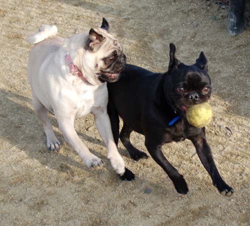 Mountain View Dog Park Pug Fun - 4 Feb 2006