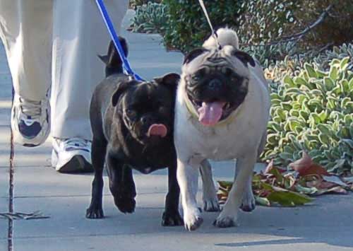 Sheba and Rio take a walk