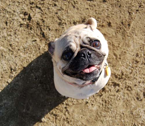 Smiling Sunday Pugs at the Mountain View Dog Park