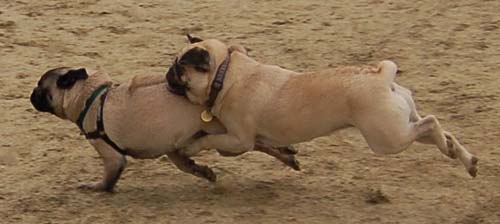 Mountain View Dog Park - February 25, 2007