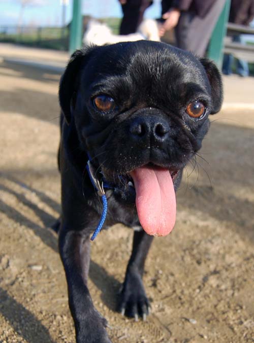 Mountain View Dog Park Sunday Fun - February 18, 2007