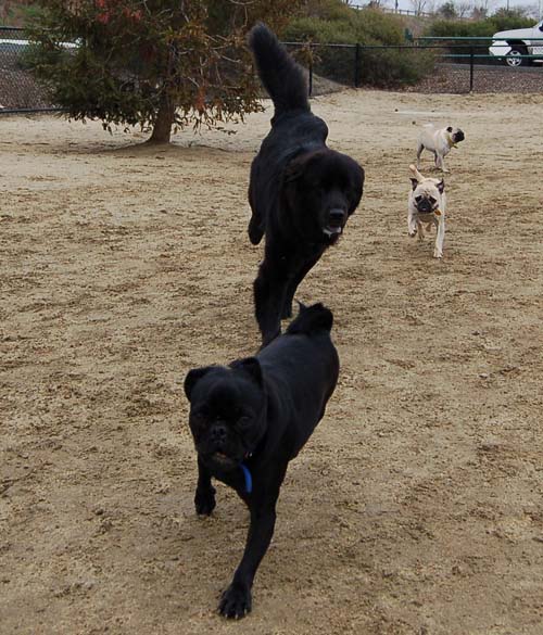 Mountain View Dog Park - February 25, 2007