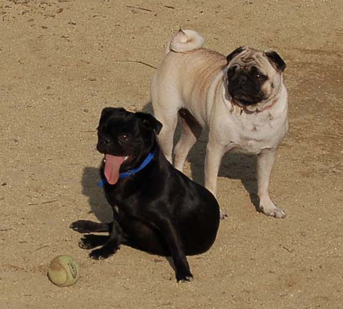 Mountain View Dog Park Pug Fun - 4 Feb 2006