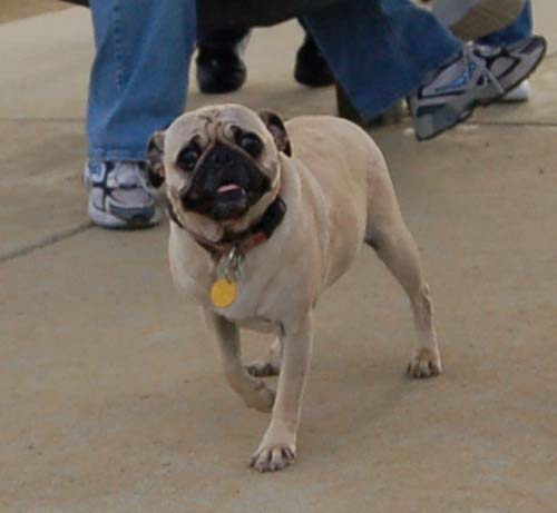 Mountain View Dog Park - March 4, 2007