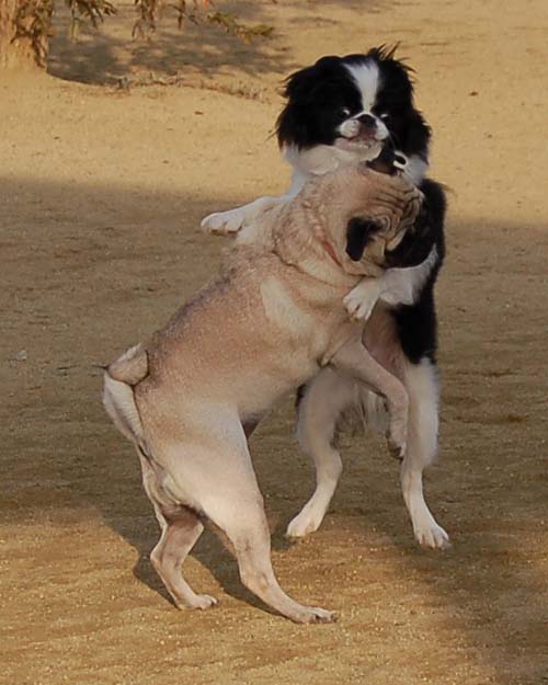 Mountain View Dog Park Pug Fun - 4 Feb 2006
