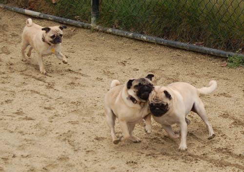 Mountain View Dog Park - February 25, 2007