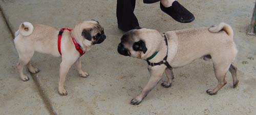 Mountain View Dog Park - February 25, 2007