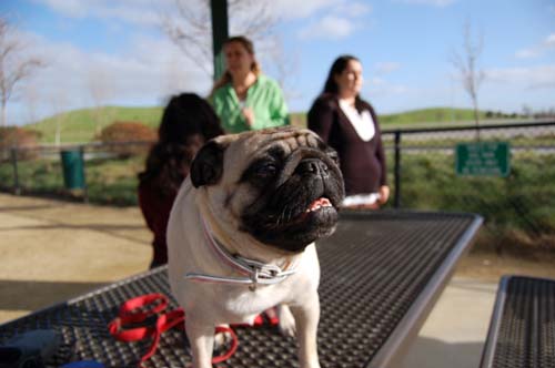 Mountain View Dog Park Sunday Fun - February 18, 2007