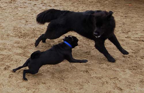Mountain View Dog Park - February 25, 2007