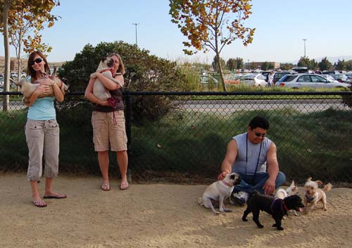 Pugs Pugs Pugs Mountain View Dog Park Fun October 22, 2005
