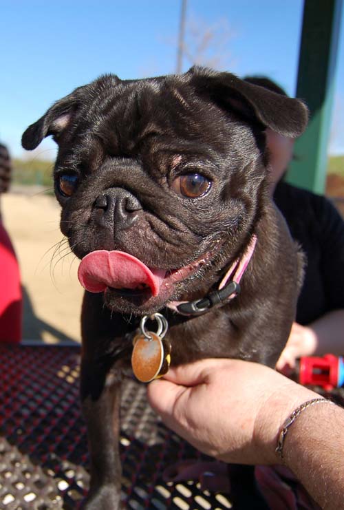 Mountain View Dog Park - March 11, 2007