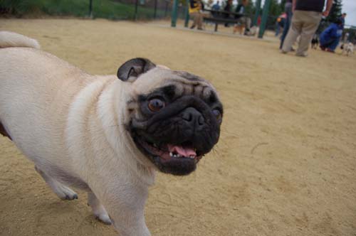 Pugs Pugs Pugs Mountain View Dog Park Fun October 15, 2005