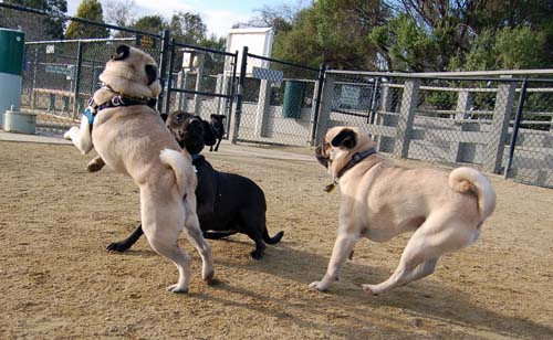 Mountain View Dog Park Sunday Fun - February 18, 2007
