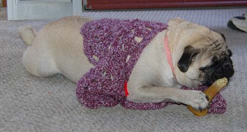 Happy Fun Clothes for Rio and Sheba