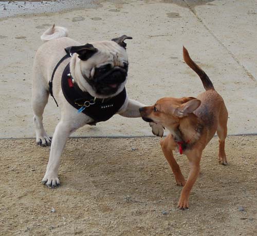Mountain View Dog Park - March 4, 2007