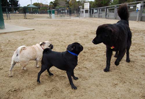 Mountain View Dog Park - February 25, 2007