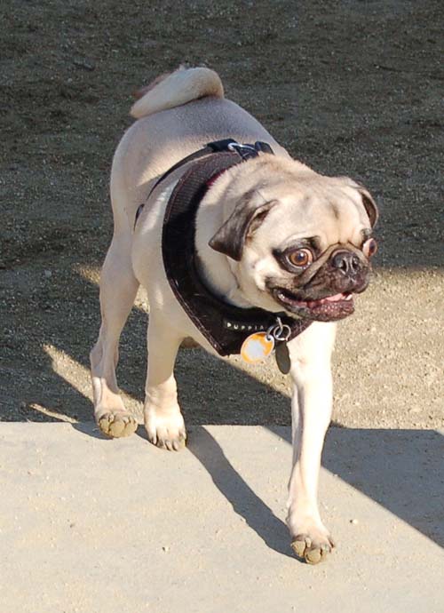 Smiling Sunday Pugs at the Mountain View Dog Park