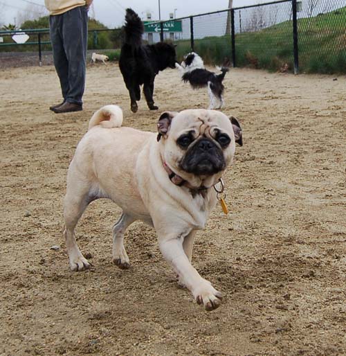 Mountain View Dog Park - February 25, 2007