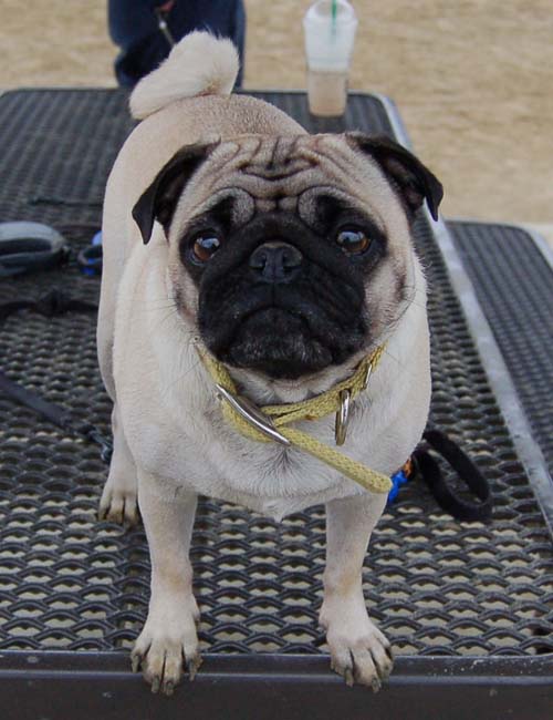 Mountain View Dog Park - February 25, 2007