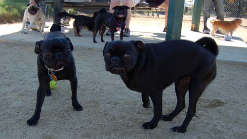 Pugs Pugs Pugs Mountain View Dog Park Fun October 8, 2005