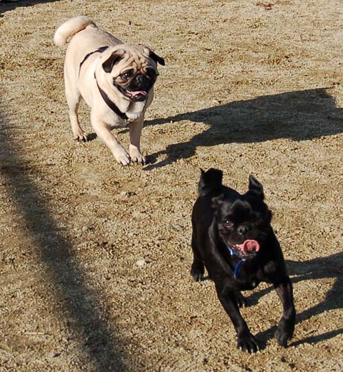 Smiling Sunday Pugs at the Mountain View Dog Park