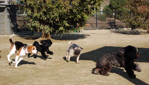 Chase and Race at the Mountain View Dog Park