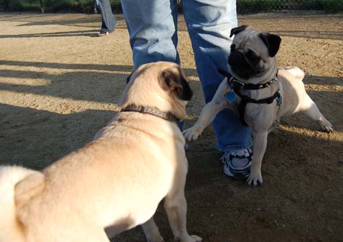 Loki Battles at the Mountain View Dog Park - February 18, 2007