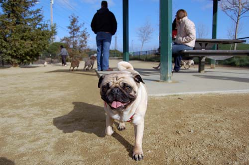 Mountain View Dog Park Sunday Fun - February 18, 2007