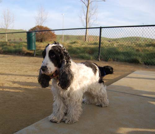 Mountain View Dog Park Pug Fun - 4 Feb 2006