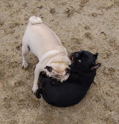 Mountain View Dog Park - February 25, 2007
