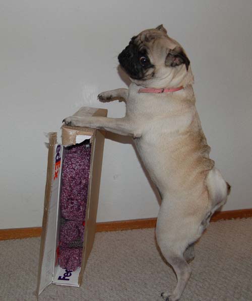 Happy Fun Clothes for Rio and Sheba