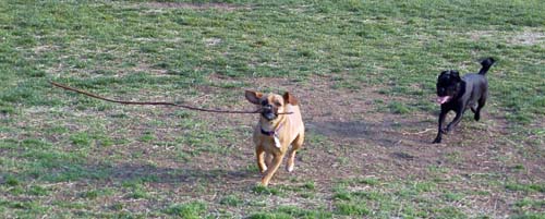 Willow, Rio, Camille and Sheba