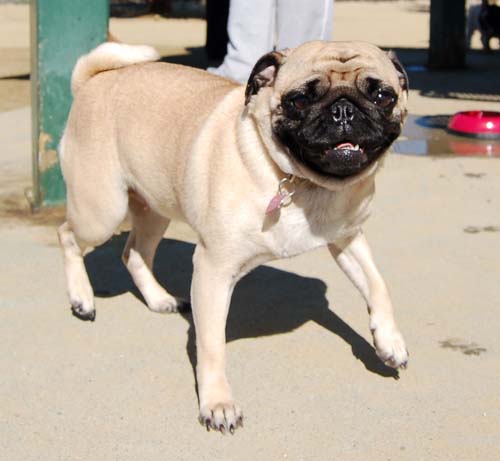 Mountain View Dog Park - March 11, 2007