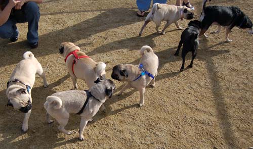 Mountain View Dog Park Sunday Fun - February 18, 2007