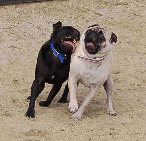 Mountain View Dog Park - March 4, 2007