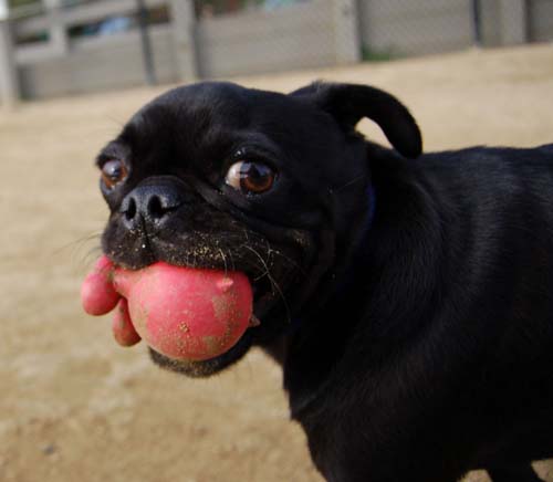 Mountain View Dog Park - March 4, 2007