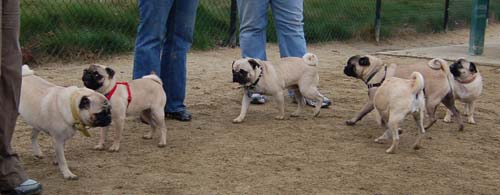 Mountain View Dog Park - February 25, 2007