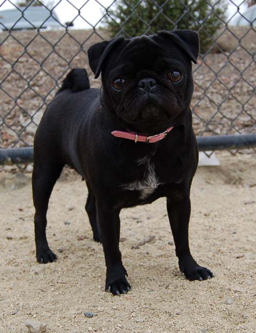 Pugs Pugs Pugs Mountain View Dog Park Fun October 15, 2005
