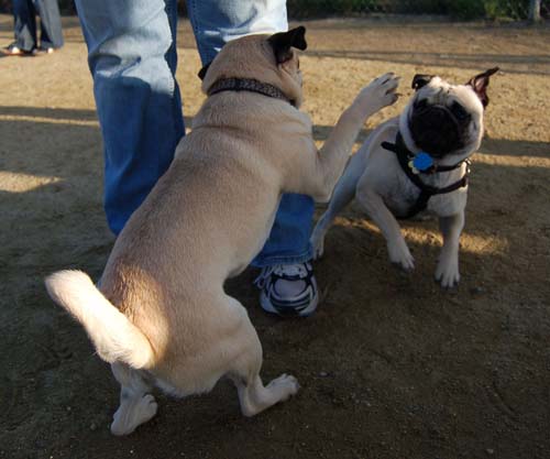 Loki Battles at the Mountain View Dog Park - February 18, 2007
