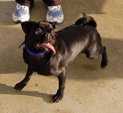 Rio and Sheba Return to the Dog Park