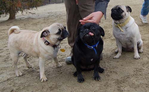 Mountain View Dog Park - February 25, 2007