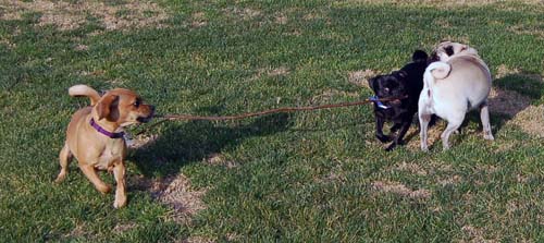 Willow, Rio, Camille and Sheba