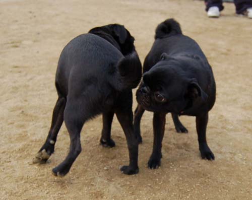 Mountain View Dog Park - March 4, 2007