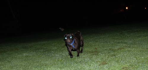 Late Night with Sheba and Rio - click here for more hug pug photos