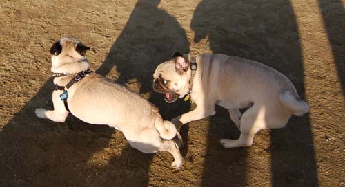 Loki Battles at the Mountain View Dog Park - February 18, 2007